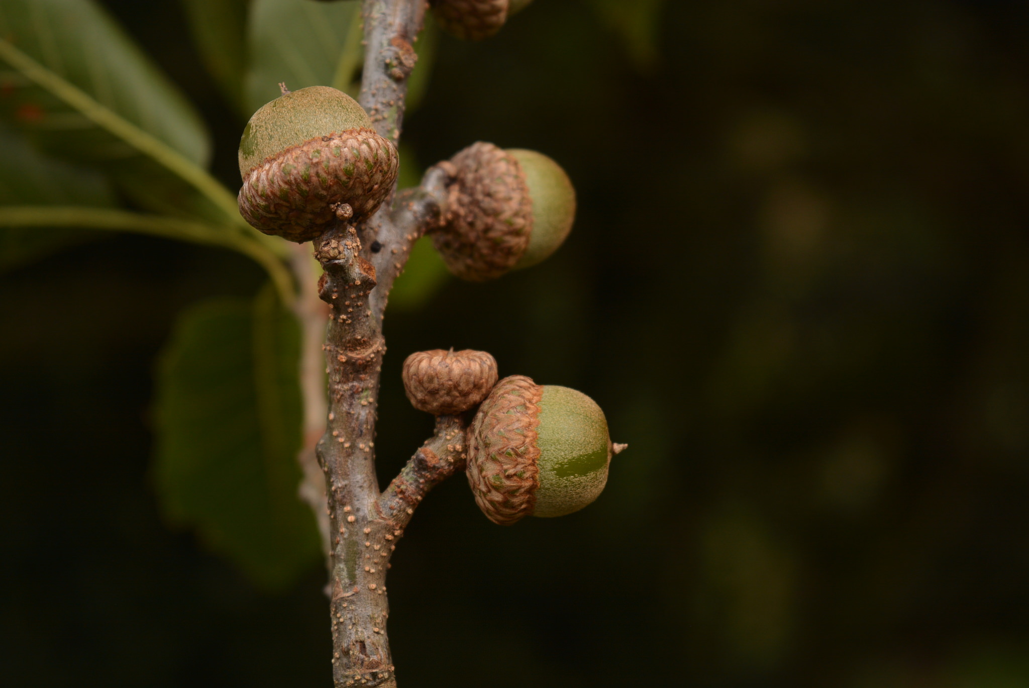 Quercus xalapensis